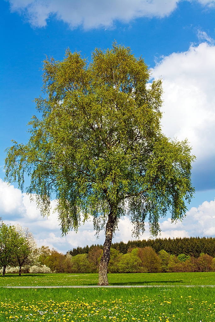 Nur eine Birke....

Am 06.05.2013 bei Rosenheim (Westerwald).