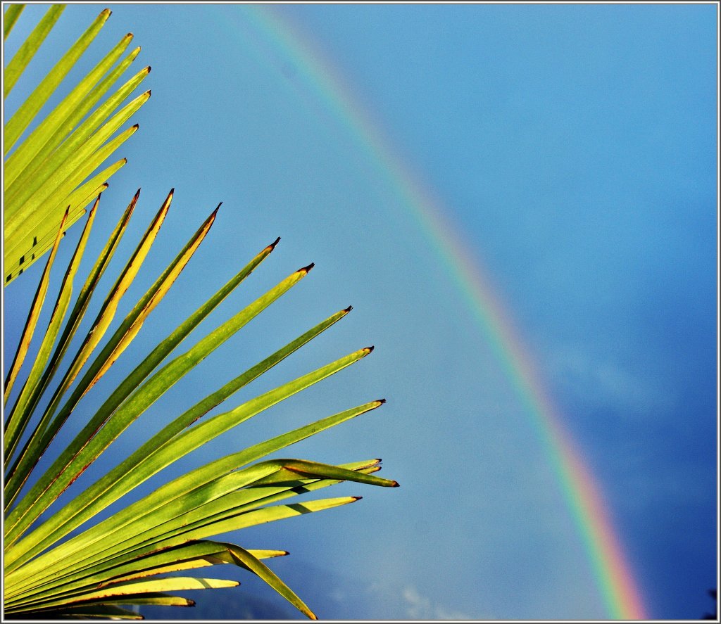 Palmenbltter unter einem Regenbogen
(30.05.2011)