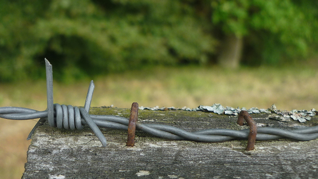 Teil eines Stacheldrahtzaunes 