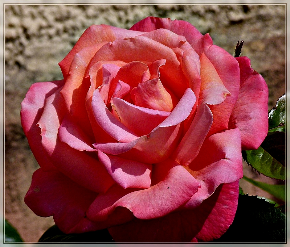 Trotz der Trockenheit, beginnen die Rosen zu blhen. 01.06.2011 (Jeanny)