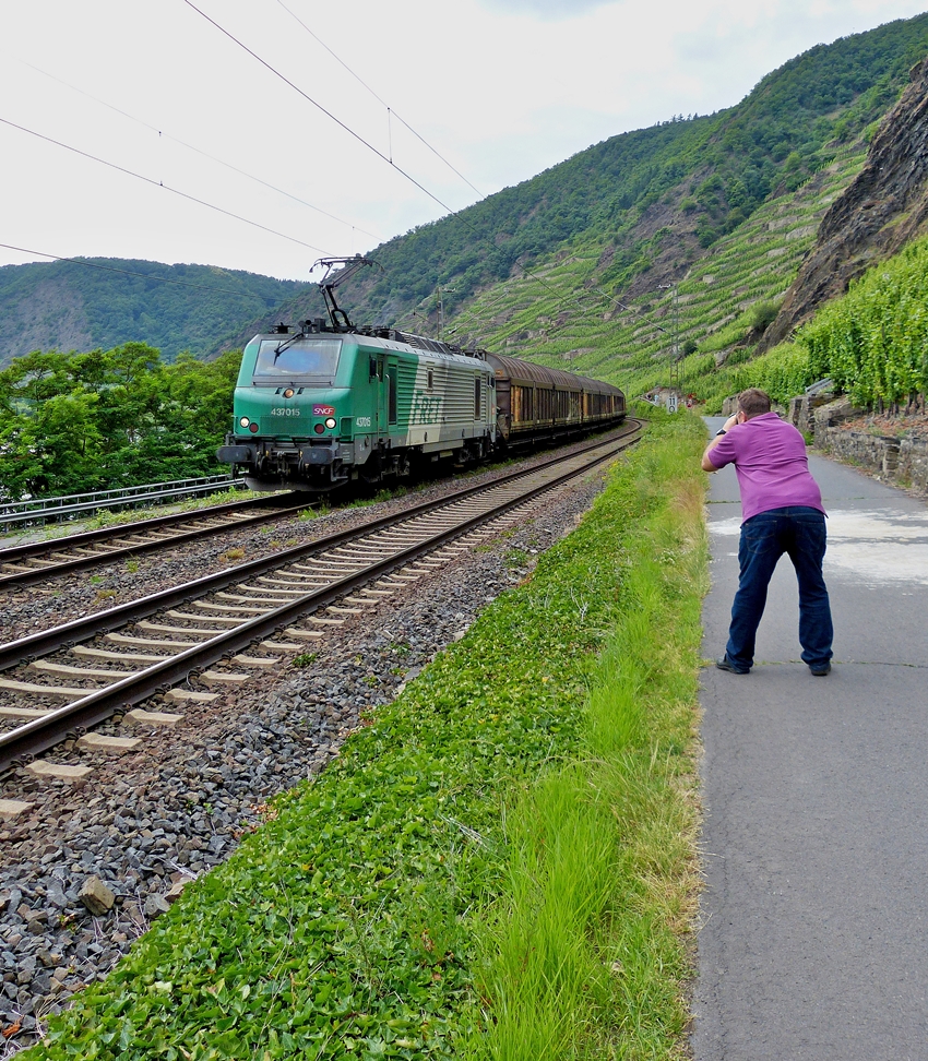 . Der Fotograf und sein Sujet - Besonders viel Mhe gibt sich der nette Fotograf beim Ablichten der SNCF Fret Prima BB 37015, als diese am 20.06.2014 ihren Gterzug ber die Moselstrecke in Richtung Winnigen zieht. (Jeanny)