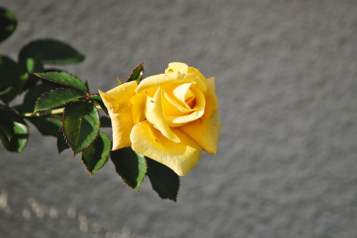 . Die letzten Rosen in unserem Garten. 20.09.2015 (Jeanny)