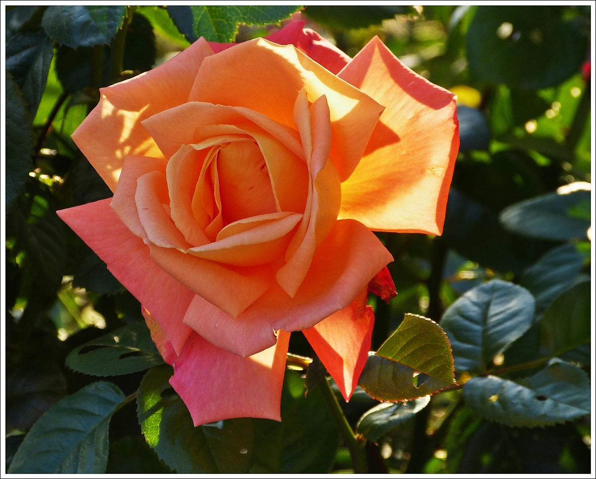 . Die Rosen in unserem Garten bereiten uns noch immer groe Freude. 22.10.2013 (Jeanny)