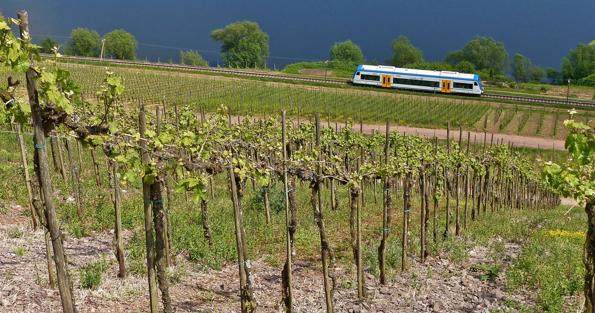 . Fr Armin, ohne das strende Ufer - Der Rhenus Logistics Stadler Regio-Shuttle 650 351 hat am 13.05.2015 als RB 85 Traben-Trarbach - Bullay den Bahnhof von Reil verlassen und fhrt nun an der Mosel entlang dem Endbahnhof Bullay entgegen. Das Foto wurde in den Weinbergen in Reil aufgenommen. (Jeanny)