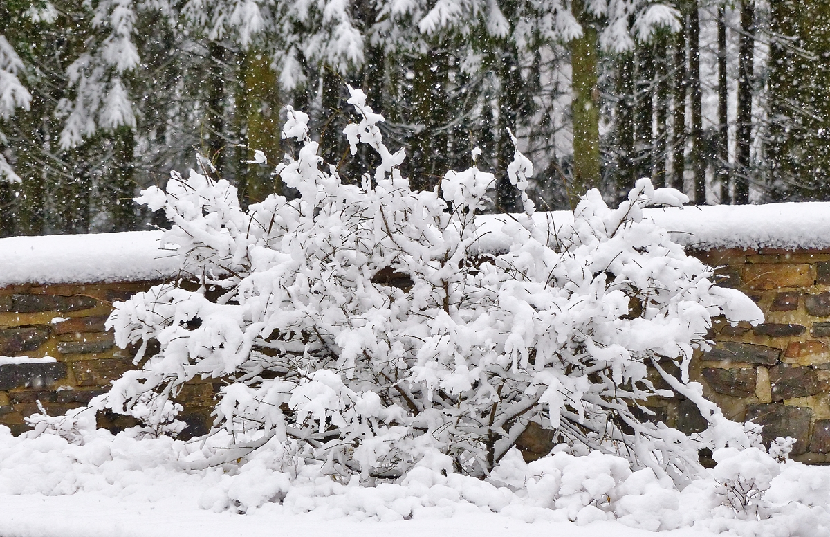 . Winter in Drauffelt. 27.12.2014 (Jeanny)