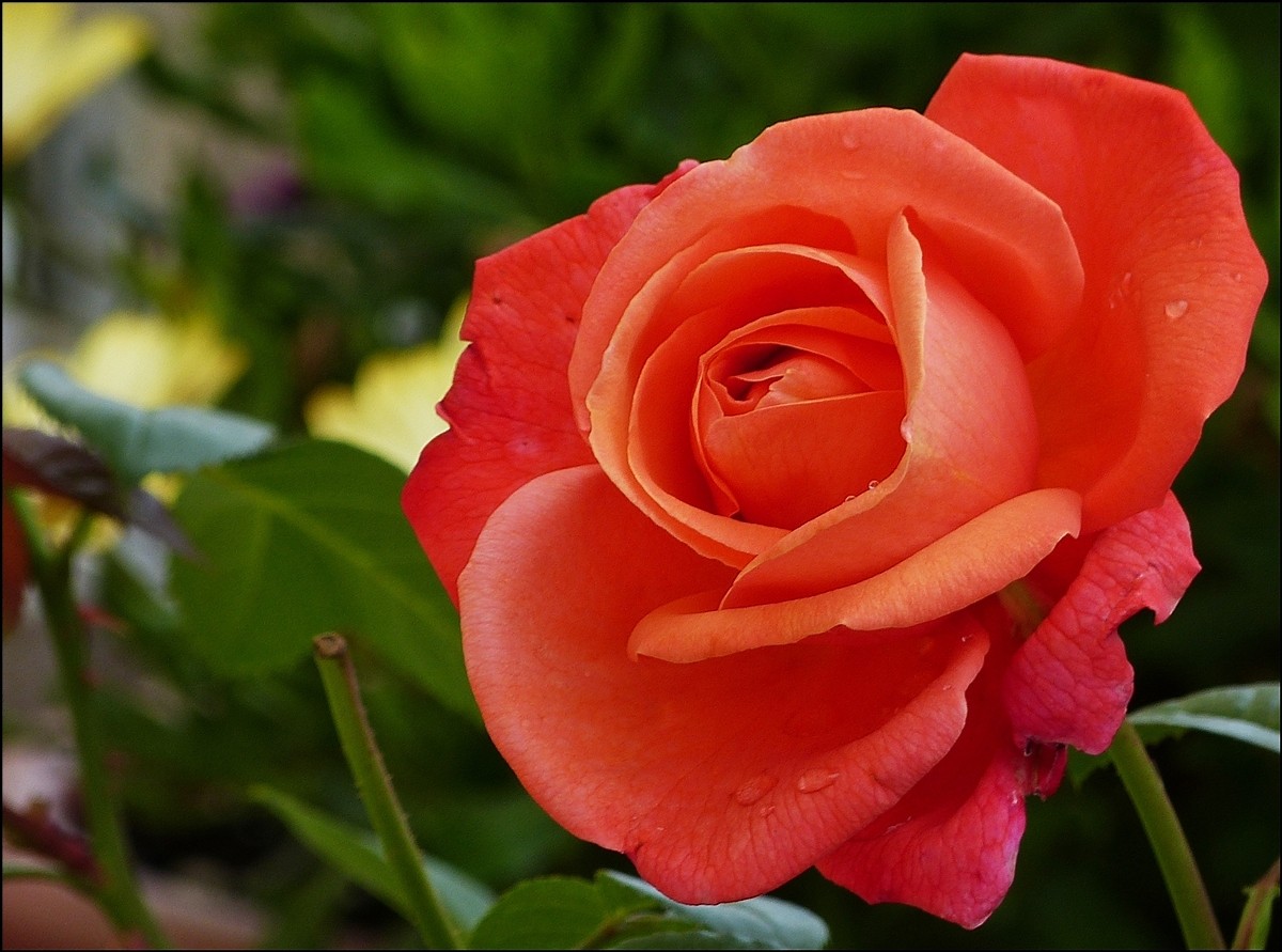 . Zum zweiten Mal in diesem Jahr beginnen die Rosen zu blhen. 13.08.2012 (Jeanny)