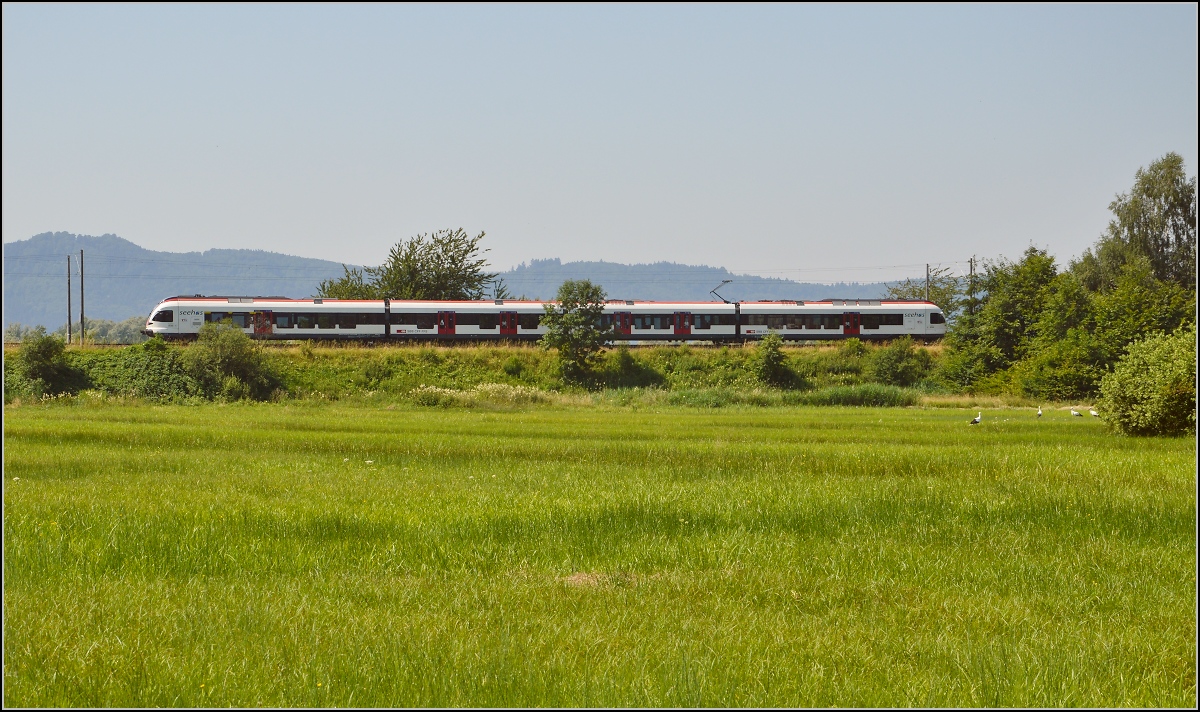 10 Jahre Seehas mit der SBB. 

Zwischen Bodensee und den Hegauvulkanen durchfährt der Seehas eine alte Kulturlandschaft mit freuchten Wiesen und stört Adebars Parade. Böhringen, Juli 2015.