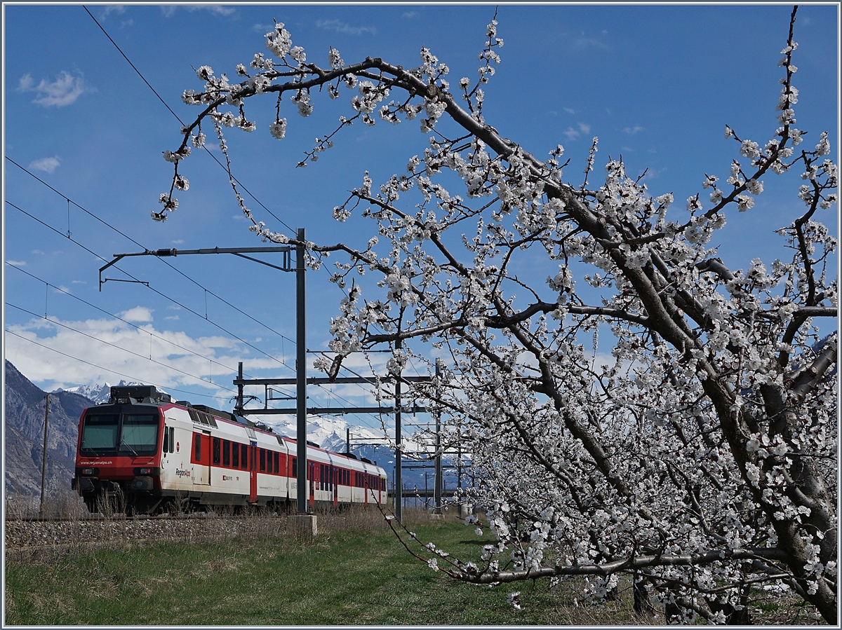 Aprikosenblüte im Wallis, da passt der typische  Walliser  Domino recht gut dazu; zwischen Charrat-Fully und Saxon den 4. April 2018