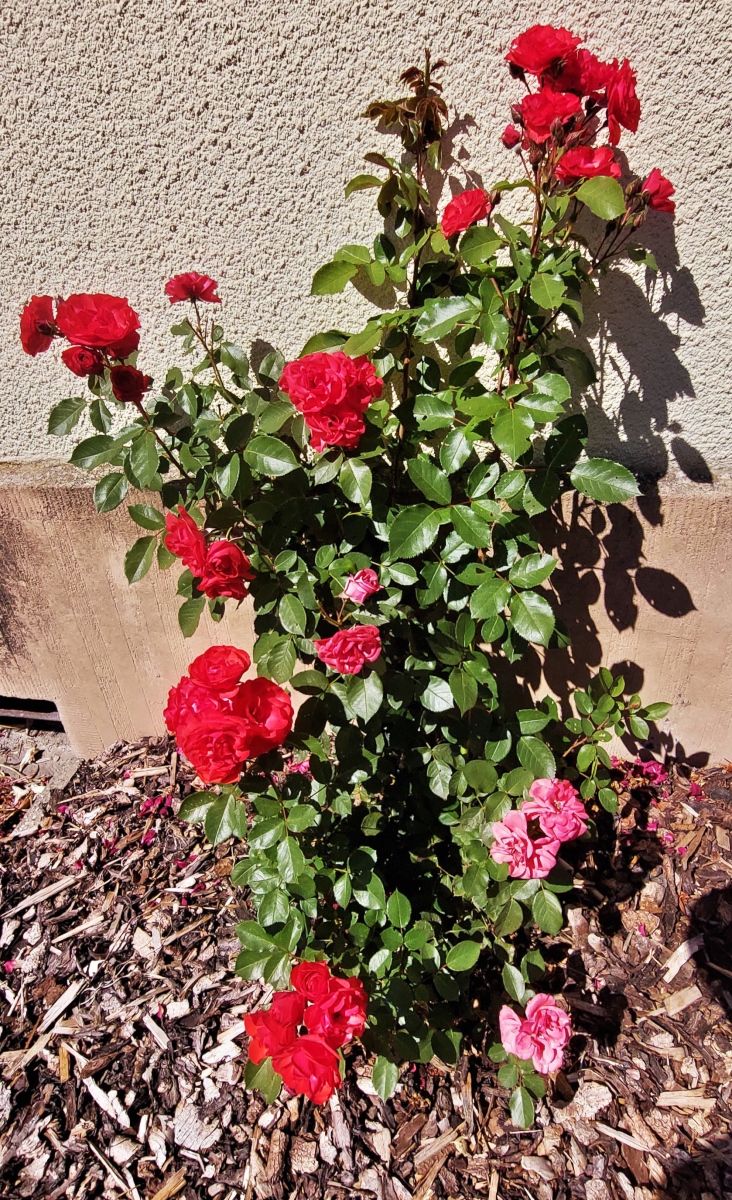 Blhende Rosen in unserem Vorgarten. (Handyfoto Jeanny) 25.08.2025