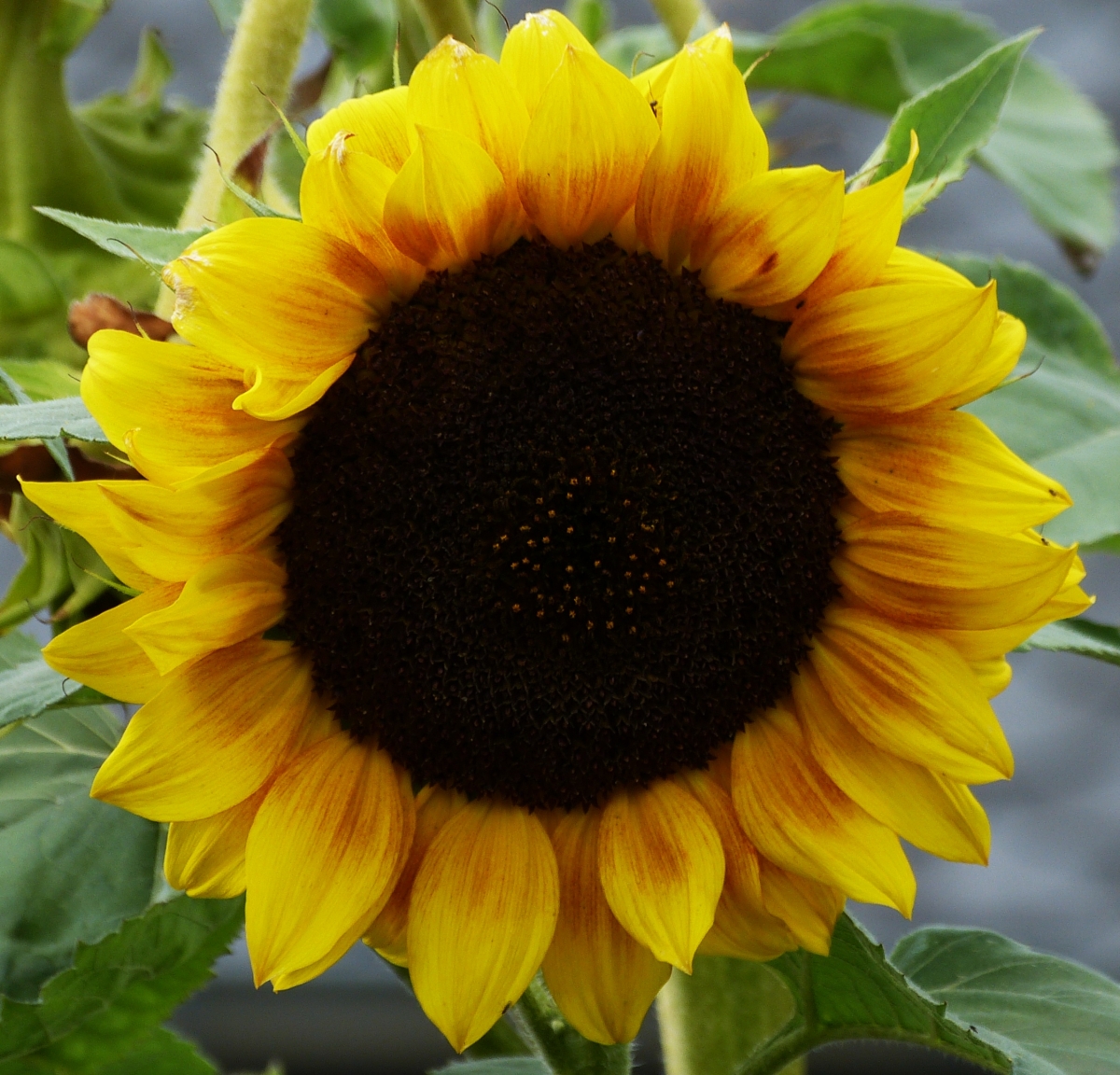Blüte einer Sonnenblume in unserem Garten. 11.09.2021