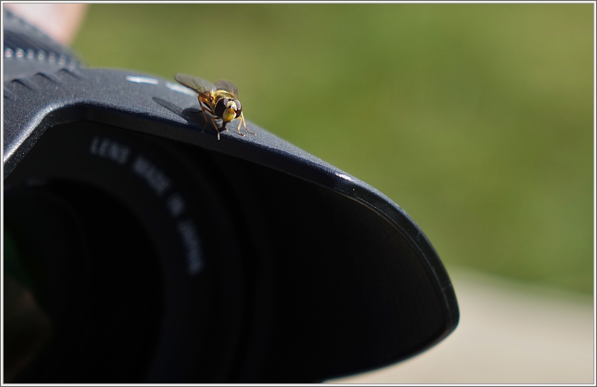 Das Motiv will nicht vor die Linse, lieber erkundet es vorsichtig den dunklen Gegenstand...
(26.09.2014)