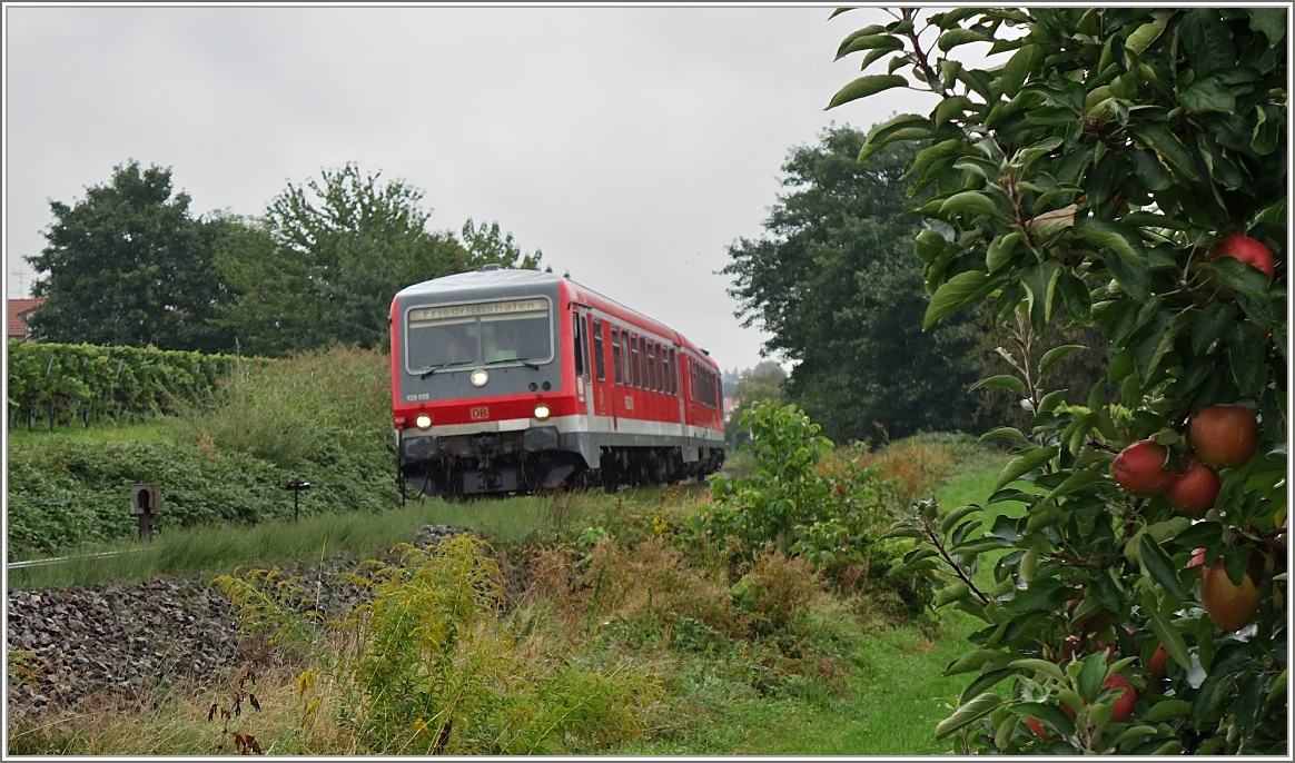 Der 928/628.555 fährt an einer Apfelplantage bei Nonnenhorn vorbei.
(18.09.2015)