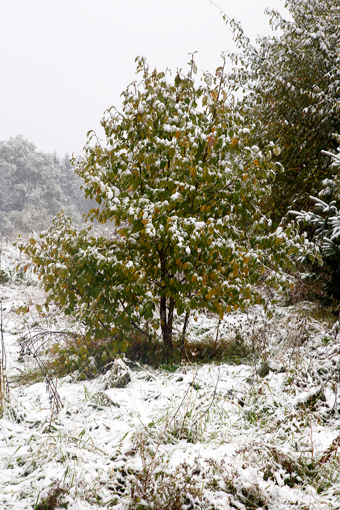 
Der erste Schnee am Westerwald der kurzzeitig liegen bleibt, hier am 15.10.2015 in Lagenbach bei Kirburg.