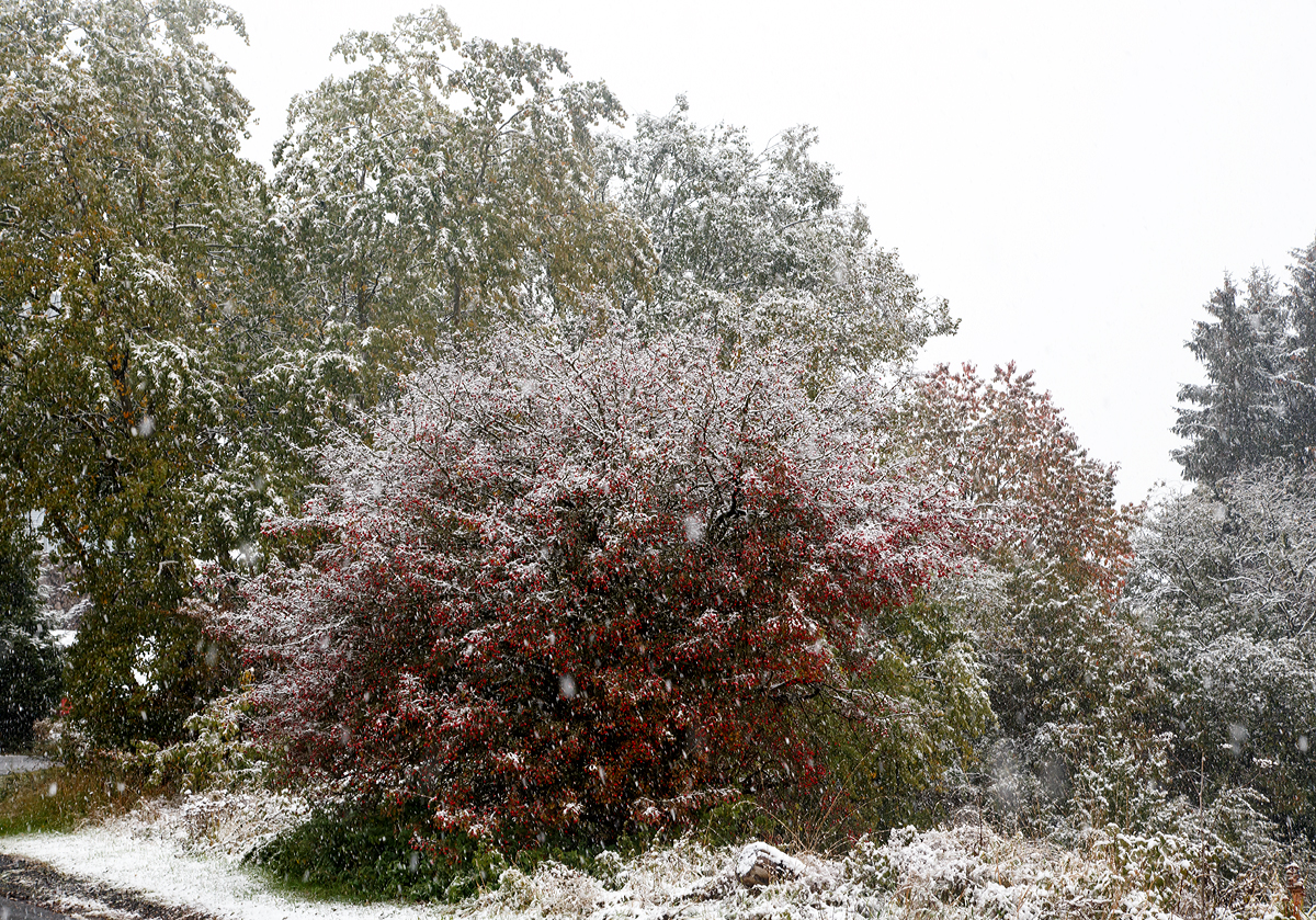 
Der erste Schnee am Westerwald der kurzzeitig liegen bleibt, hier am 15.10.2015 in Lagenbach bei Kirburg.