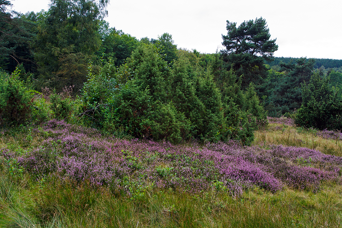 
Die Heide blüht...
In der Gambacher Wacholderheide am 13.08.2014. 
Das Naturschutzgebiet  Gambach  ist eine ganz besondere Landschaft, es handelt sich dabei um die größte Wacholderheide im Kreis Siegen-Wittgenstein.