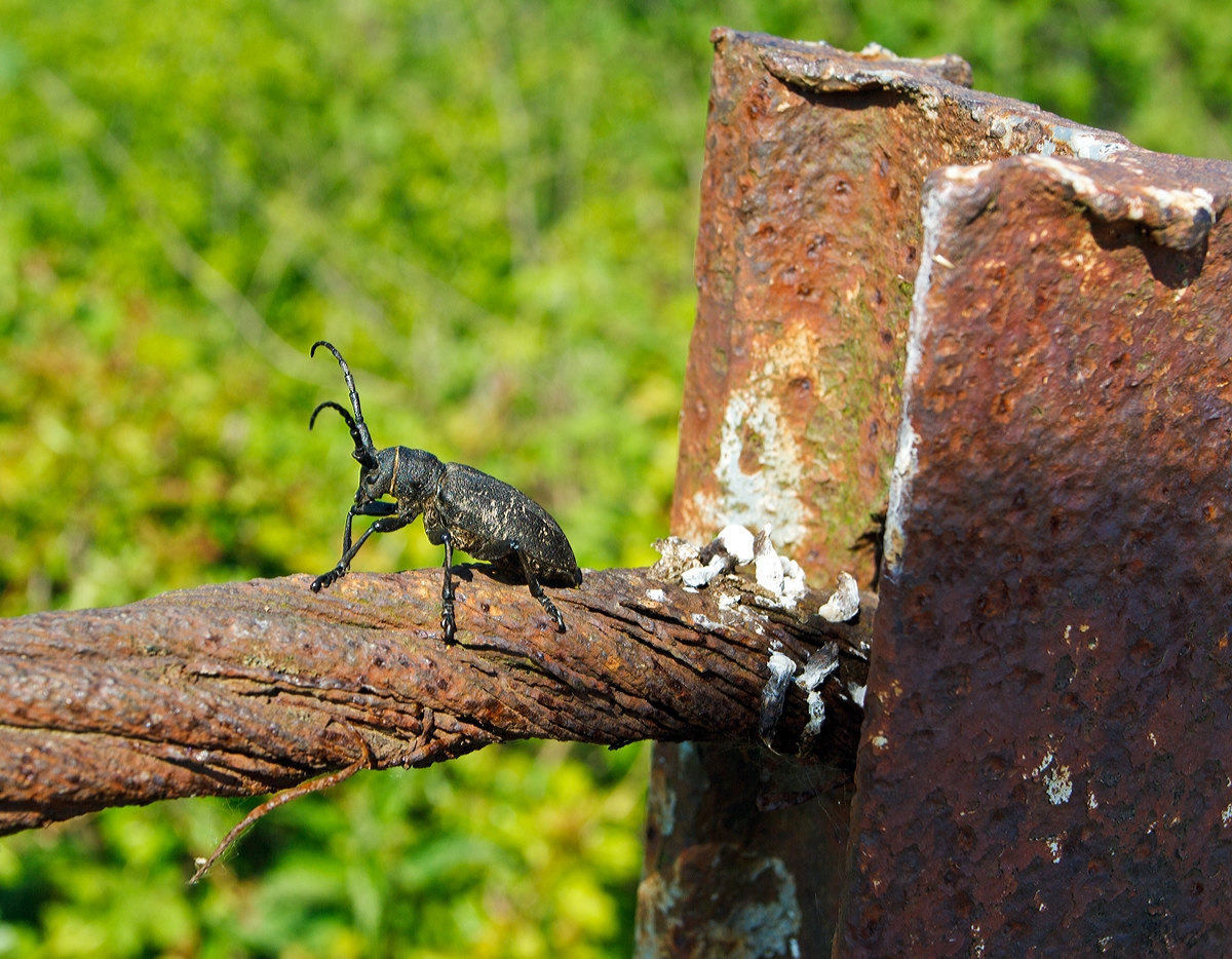 Ein Käfer sonnt sich in Enspel (Westerwald) am 05.05.2014. Die Art ist mir nicht bekannt.