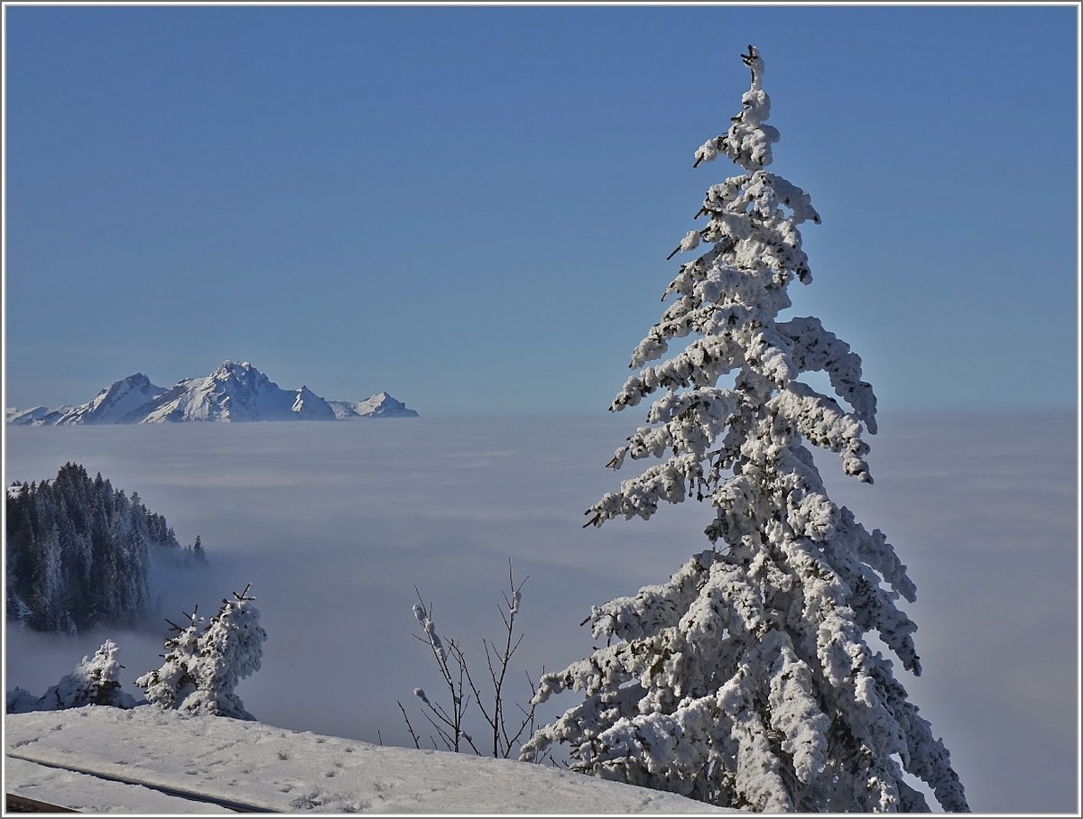 Ein tiefverschneiter Tannenbaum in der Wintersonne.
(24.02.2018)