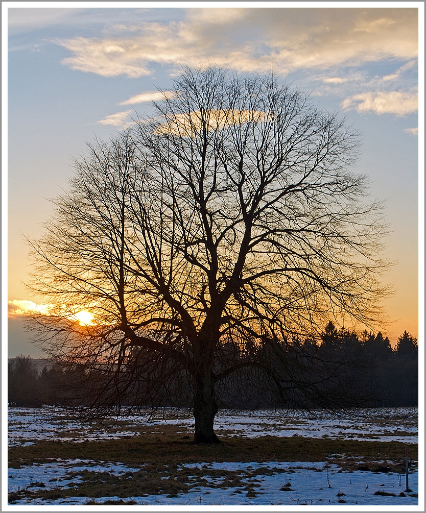 Feierabendstimmung am Westerwald, eine Eiche vor der schon tiefstenden Sonne, bei Nisterberg am 04.02.2014