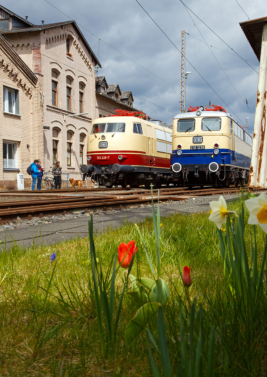 
Frühling in Siegen und zwei wunderschöne alte Damen nebeneinander.....
Die wunderschöne 103 226-7 (91 80 6103 226-7 D-DB) in den TEE-Farben purpurrot/elfenbein und die wunderschöne E 10 1239 / 110 239-1 (91 80 6 110 239-1 D-LCDB, ex DB E 10 239, im Ablieferzustand der Rheingold Farben Beige/ Kobaltblau, am 23.04.2017 in Südwestfälischen Eisenbahnmuseums in Siegen. 

Beide Loks sind Eigentum der DB und werden vom Lokomotiv - Club 103 e. V. betreut und sind in Siegen untergestellt.