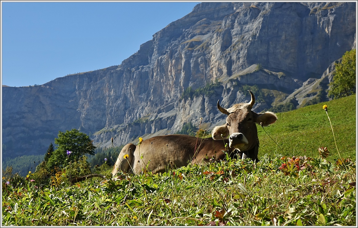 Gutmütig und gelassen liess sich die Kuh ablichten.
(30.09.2015)