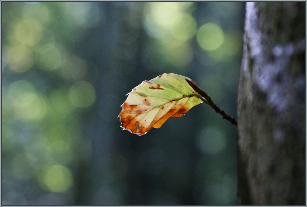 Herbstzeit
(02.10.2013)
