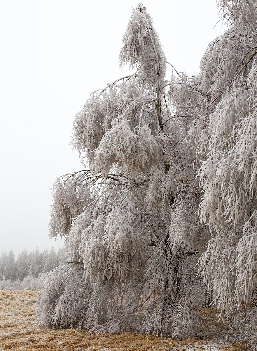 
Mehr Eis als Baum, am 22.12.2016 bei Friedewald. Da wird eie normale Birke zur Hängebirke. Es regnete, aber auf dem Höhen des Westerwaldes war es noch kalt, so gefror der Regen auf dem was er traf.