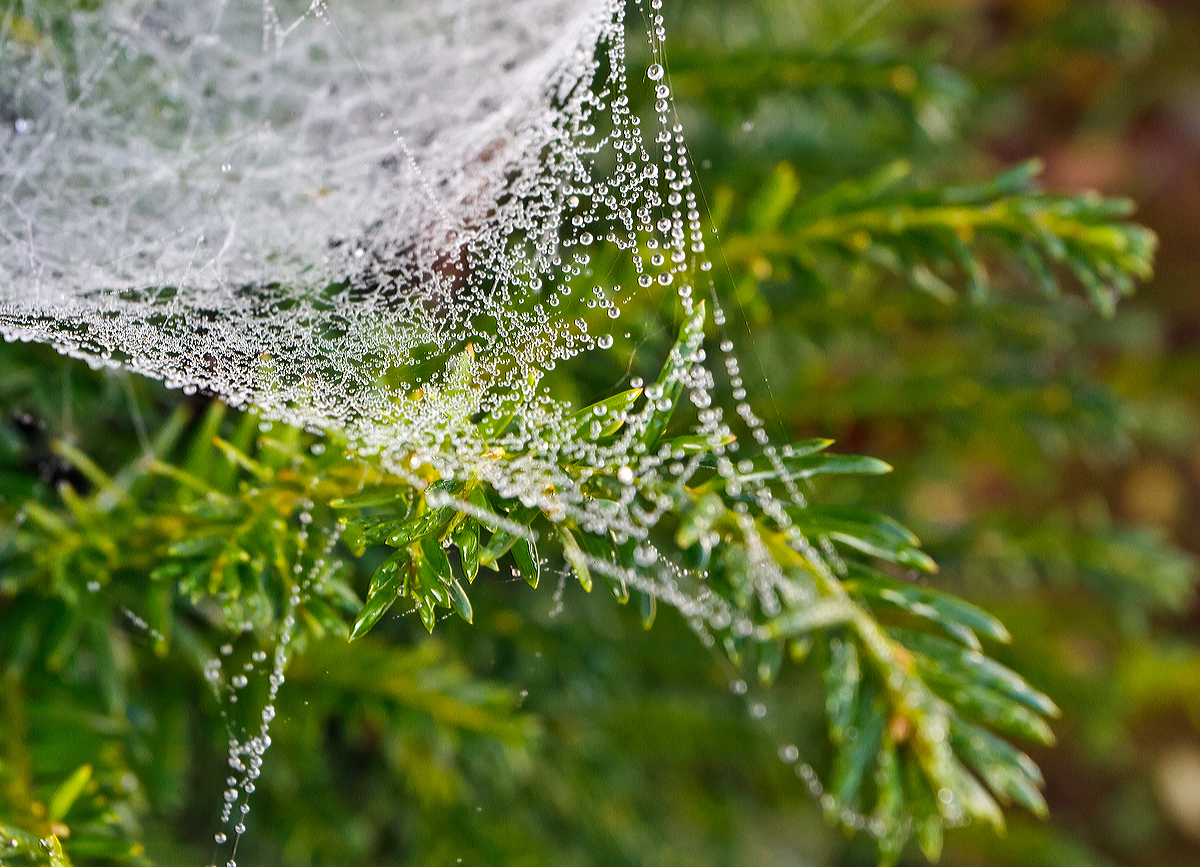 
mpressionen vor unserem Haus....
Morgenreif an einem Spinnennetz in der Eibe vor unserem Haus (12.10.2014).
