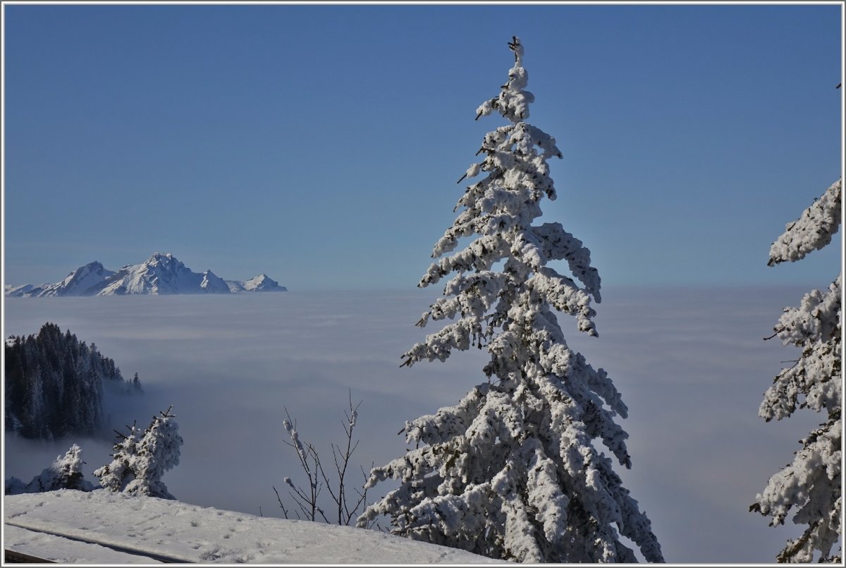 Nebel, Kälte und Schnee sorgten für eine einzigartige Winterstimmung auf dem Rigi.
(24.02.2018)