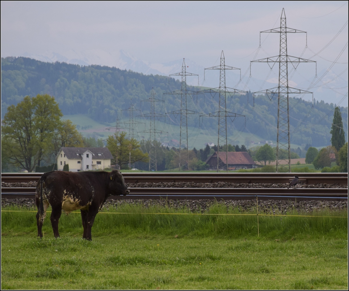 RABe-njagd (6)

Jetzt ist der RABe endlich aufgegleist. Noch schnell ein böser Blick hinterher, damit er nicht wiederkommt.

Reusshöfe, April 2022.