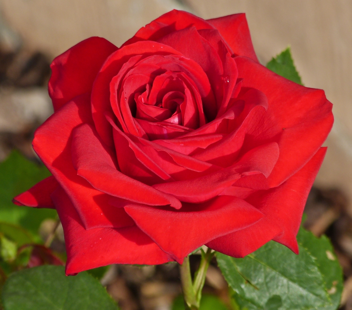 Rosenblüte in unserem Vorgarten. 26.06.2021