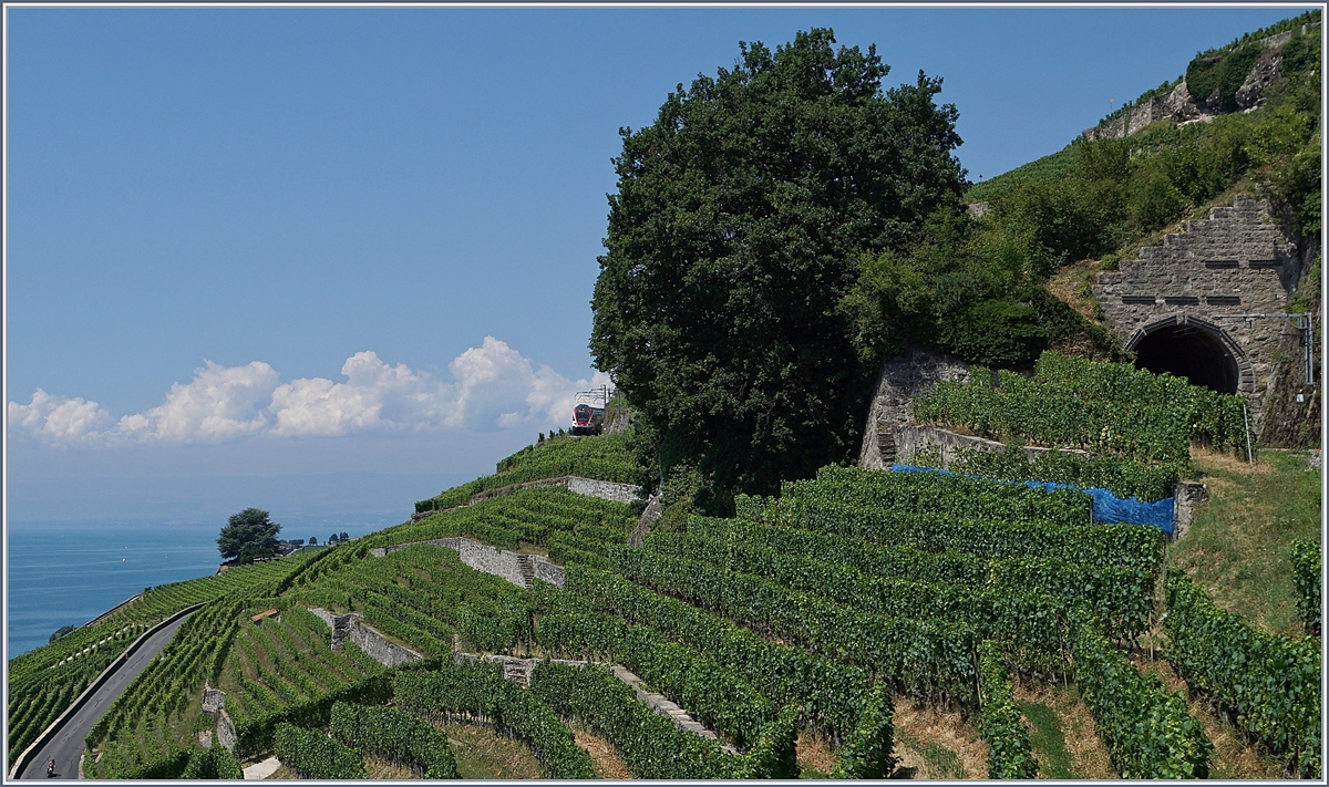 Sommerfahrplan 2018: der Zug ist nicht dort, wo man ihn eigentlich vermutet... RE 30219 auf dem Weg nach Fribourg oberhalb von St-Saphorin.

19. Juli 2018