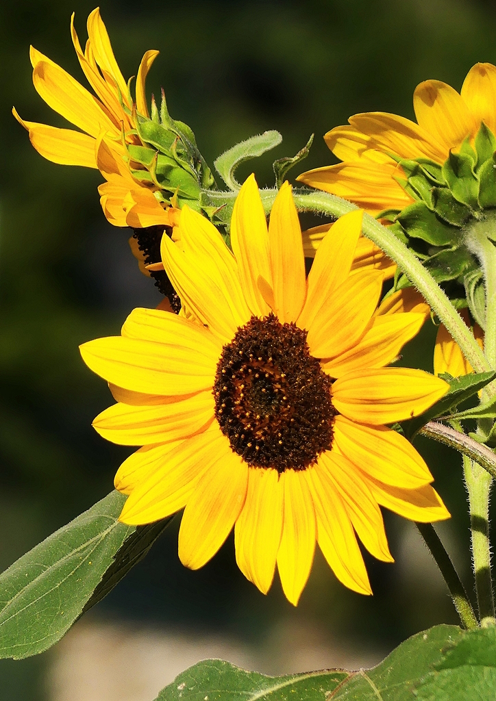 Sonnenblumenvariationen in unserem Garten. 11.08.2019 (Jeanny)