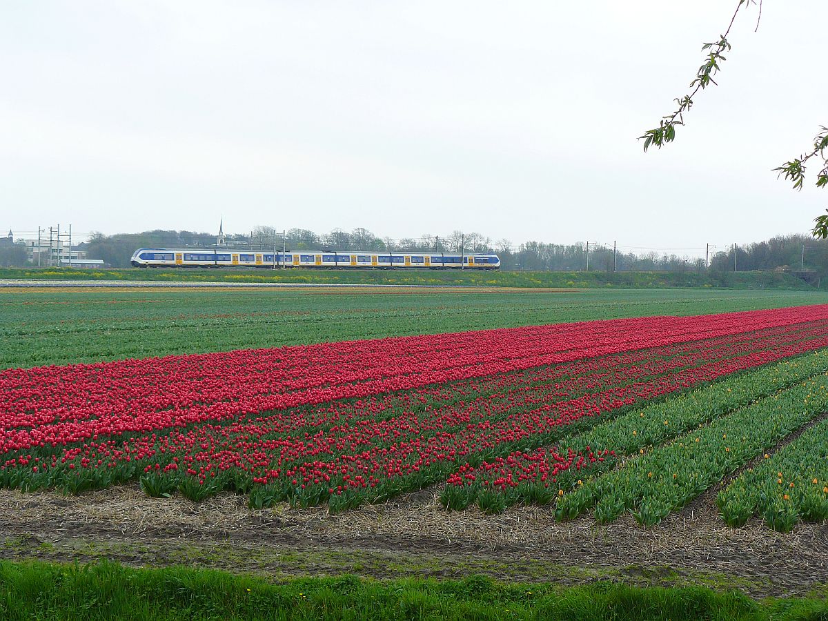 TW SLT-6 in Richtung Schiphol. Bl�menfelder bei Sassenheim am  06-04-2014.

SLT-6 onderweg richting Schiphol Bloembollenvelden bij Sassenheim 06-04-2014.