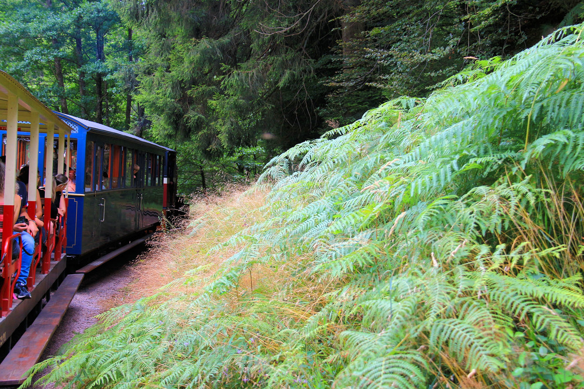 Typische Waldbahn-Atmosphäre auf der Chemin de Fer Forestier d'Abreschviller, mit Wagen 27  Orient Express  an erster Stelle. 22.Juli 2018 