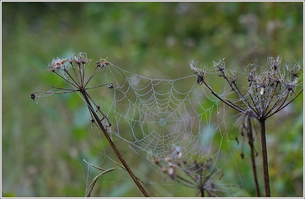 Wassertropfen unterstreichen das Kunstwerk  Spinnennetz .
05.09.2014)