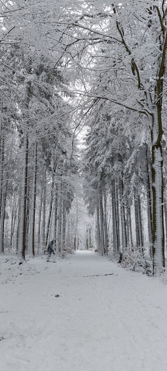 Wei�e Pracht auf dem Erinnerungsrundweg an die Ardennenoffensive von 1944/45. 11.01.2026