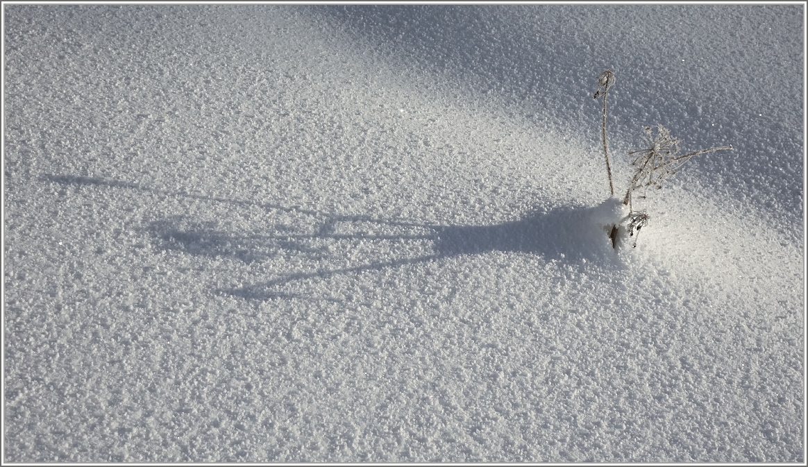 Winterblume
(03.02.2015)