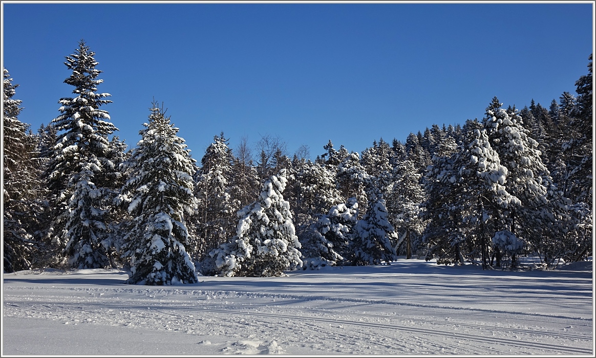 Winterwald auf dem Les Pleiades.
(18.01.2017)