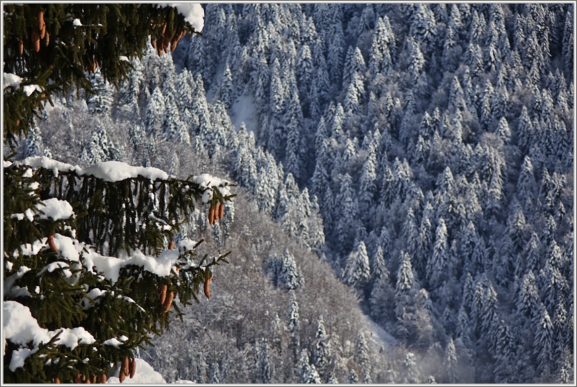 Winterwald
(21.01.2015)