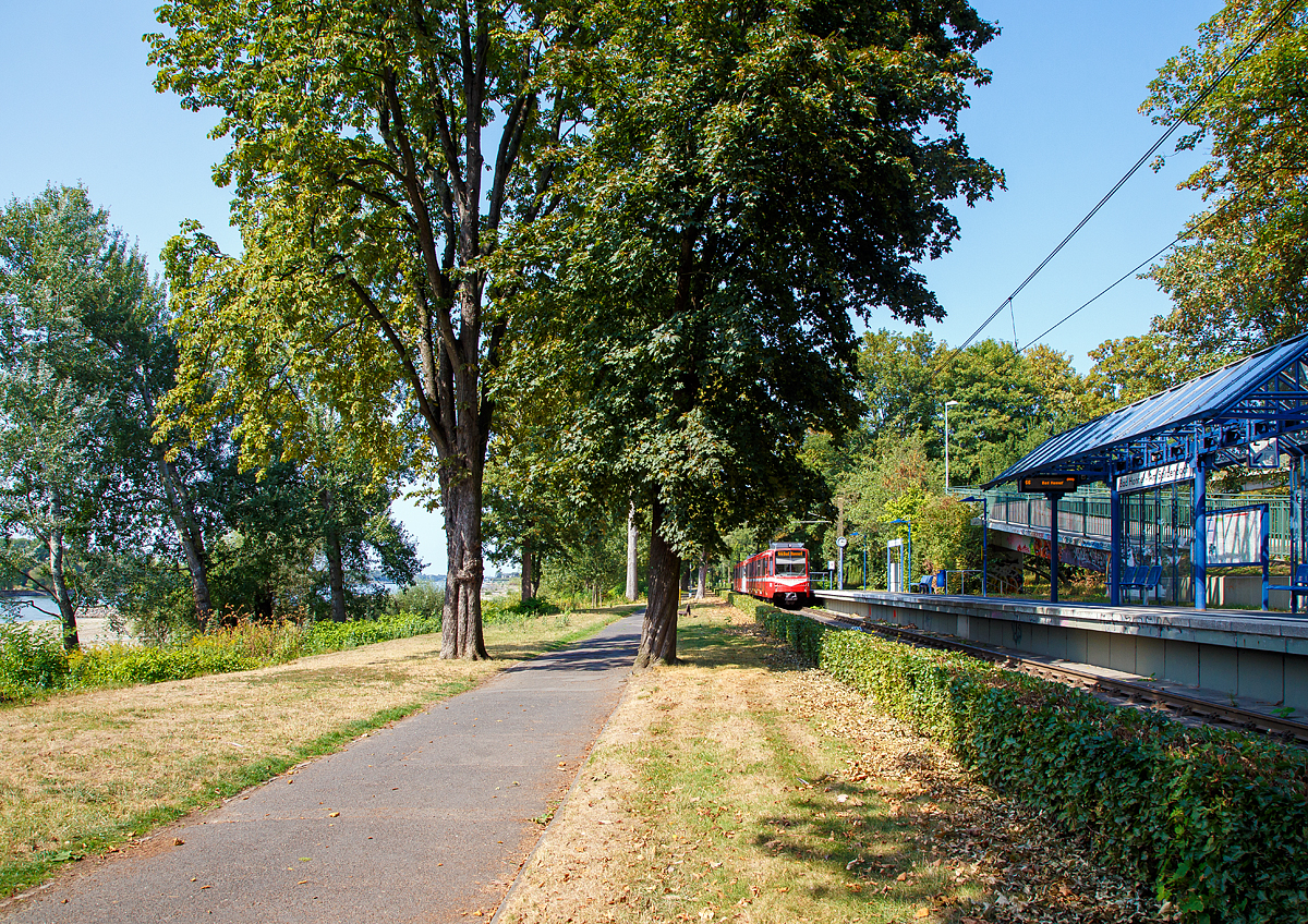 
Zwei gekuppelte Gelenktriebwagen B80C-Z (modernisierte DUEWAG B-Wagen) der SWB (Stadtwerke Bonn Verkehrs GmbH)  erreichen am 28.08.2018, als Stadtbahnlinie 66 bald die vorletzte Station Bad Honnef – am Spitzenbach. 

In der linken Bildseite kann man ihn fast nur erahnen, den „Rhein“, der noch immer wenig Wasser fhrt.
