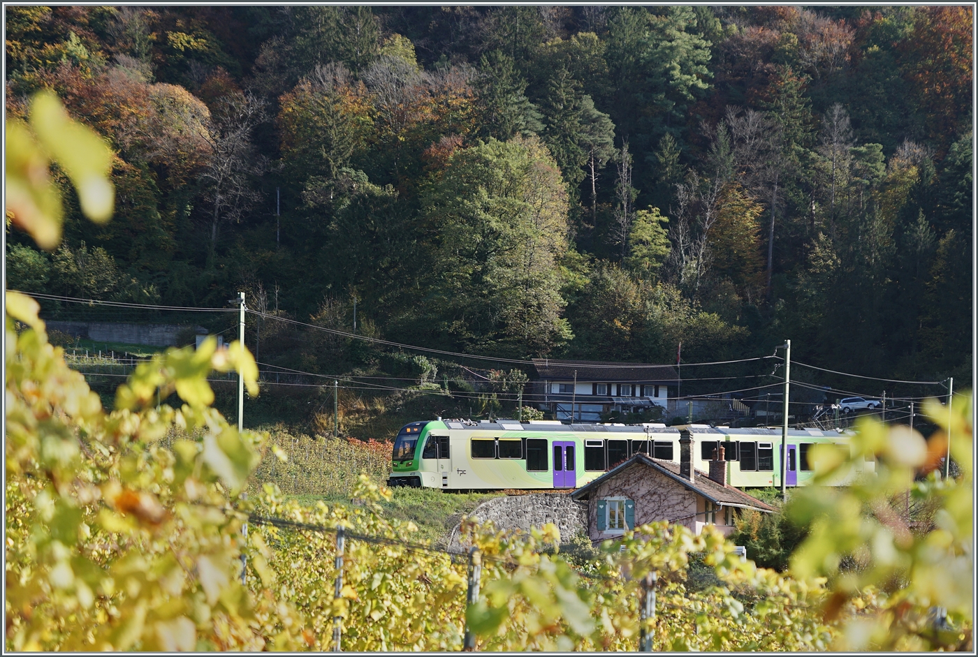 Die Strecke der ASD fhrt in einigen weiten Schleifen zur Gewinnung an Hhe gleich nach Aigle durch die Rebberge. Diese bietet nach der Lese der Trauben im Herbst herrliche Farben und einige Sujet fr die Motivwahl, wobei bei diesem Bild hier die bunten Reben den ebenfalls bunten Zug schon fast verstecken...

2. Nov. 2024