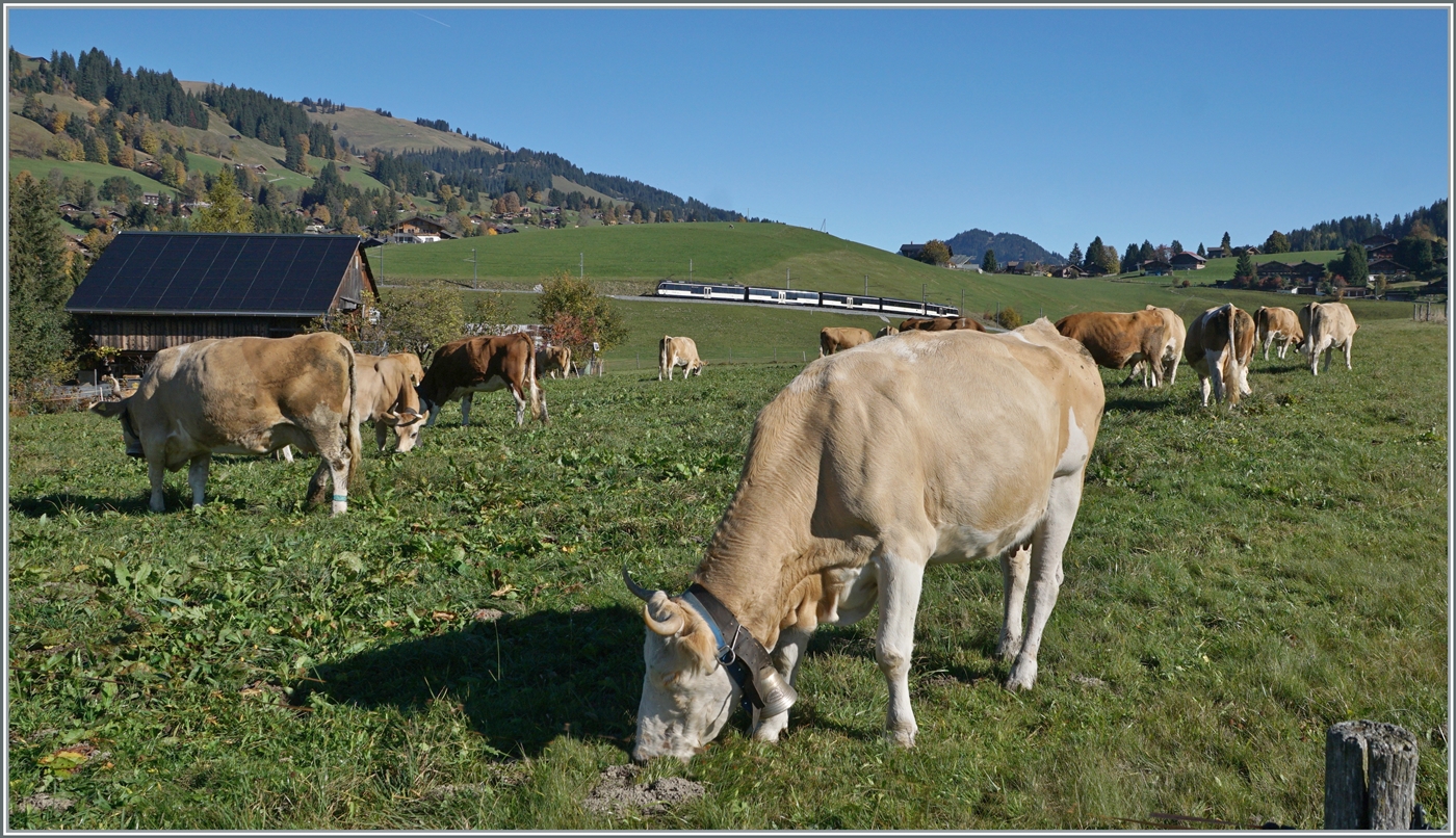 Ich mag Bahn-Bilder mit  Linsenputzern ; doch hier waren es schon fast zu viele. Und wie üblich waren die vor einigen Minuten perfekt stehenden Rindviecher bei der Durchfahrt des Zuges schon eher weniger in fotogener Pose.
Mit zwei MOB  Alpina  ABe 4/4 bzw. Be 4/4 Serie 9000 bespannt ist der MOB PE30 2217 kurz nach Schönried auf dem Weg nach Montreux. 

13. Oktober 2025