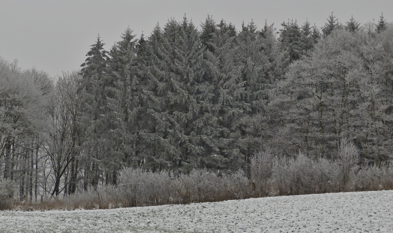 Winterimpressionen nahe Wiltz, mit Raureif überzogene Bäume, nahe einem Wanderweg in Erpeldange. 26.01.2023