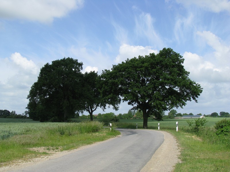 Baumgruppe an der Stra�e von Hanshagen nach Jeese (NWM) 04.06.2009
