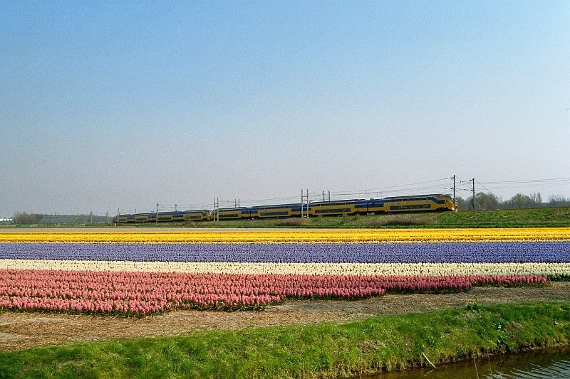Blumenfelder bei Leiden mit in Hintergrund ein Intercity von Amsterdam in Richtung Den Haag. Warmond M�rz 2007.