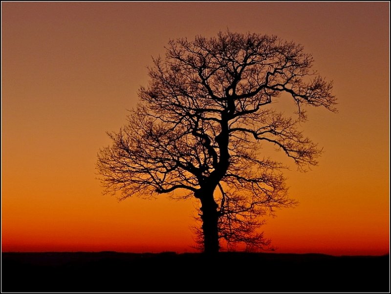 Ein Baum im Sonnenuntergang am 26.12.08. (Jeanny)
