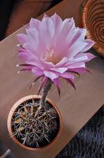 Blhender Cactus. (Handyfoto Jeanny) 14.08.2025