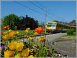 Gelbe Blumen und gelber Zug in Chrexbres. 28.05.2012 (Jeanny)