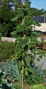 Eine unserer Sonnenblumen in unserem Garten, ca 2,40m hoch, am Ende hatte sie eine Gesamthöhe von 3,42 m.