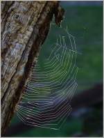 Seidene Fäden am Baum...